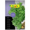 Semillas cilantro