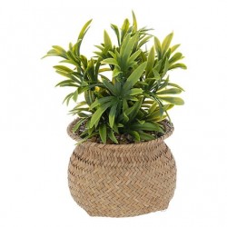 Planta 20cm de alto con maceta natural