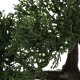 Bonsai 35cm con maceta negra