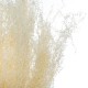 Ramo seco floral beige surtido
